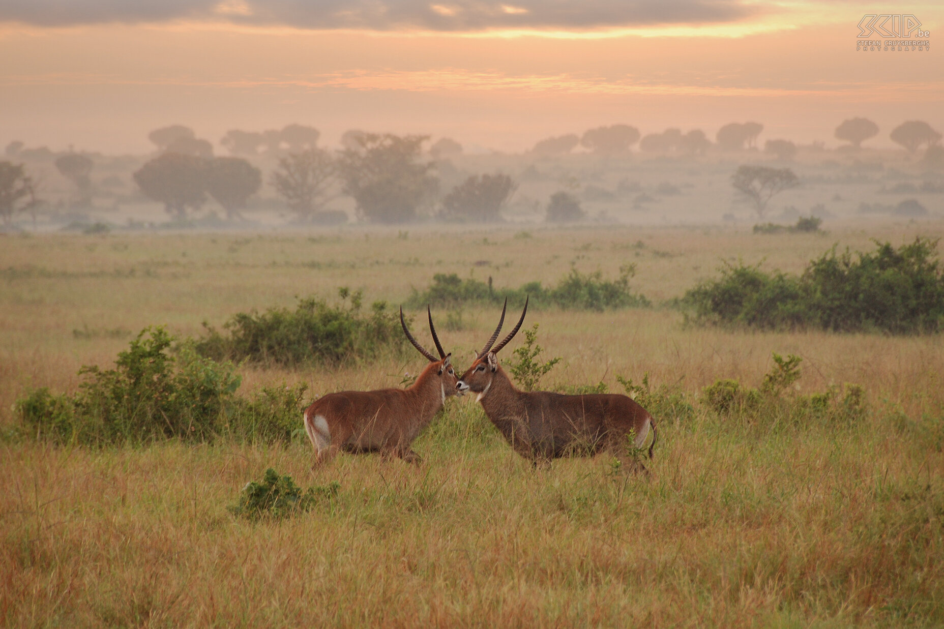 Queen Elizabeth - Waterbucks Early in the morning, a few male waterbucks already start a fight. Stefan Cruysberghs